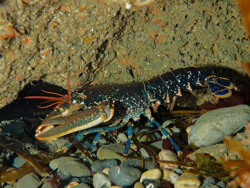 Common lobster