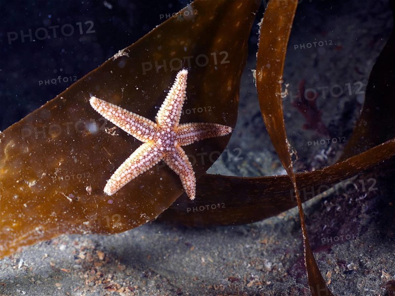 Common starfish