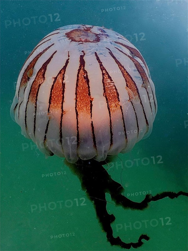 Compass jellyfish