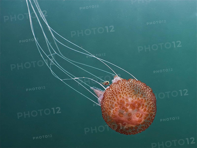 Mauve stinger