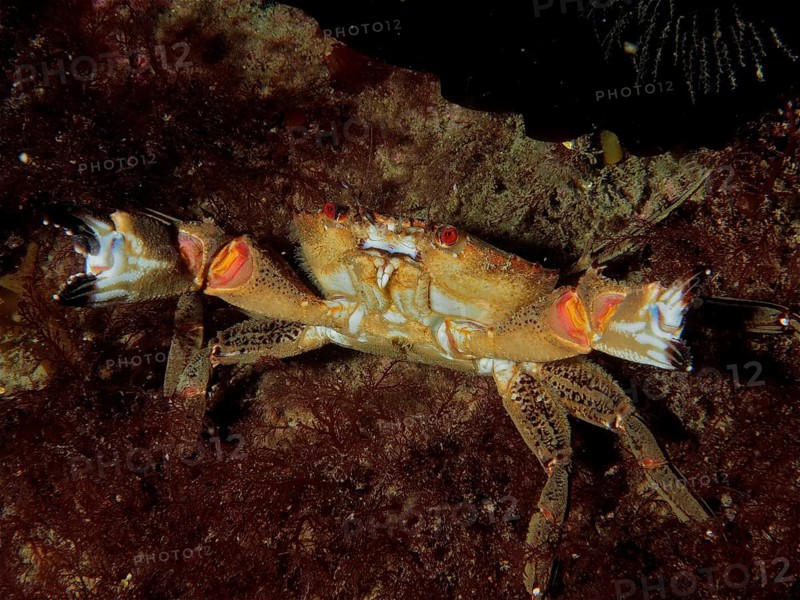 Velvet crab