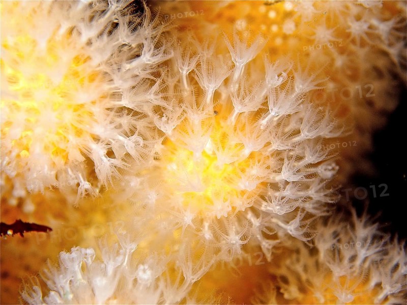 Close-up of dead man's fingers