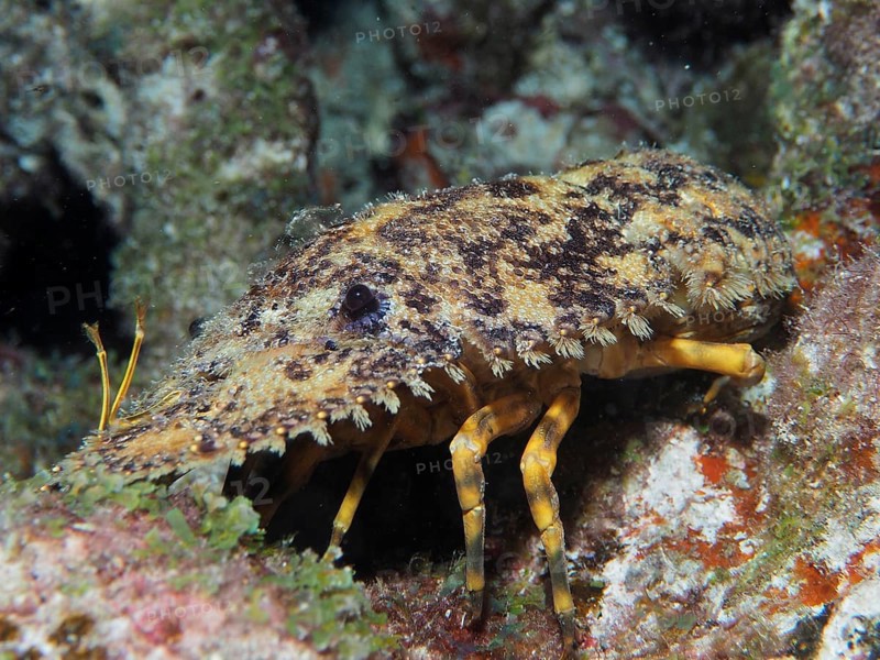 American bear crab