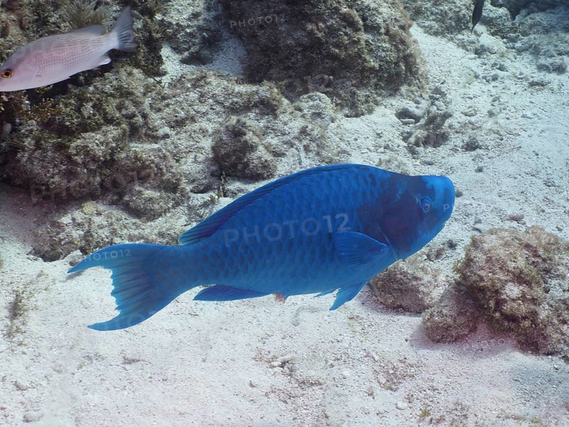 Blue parrotfish