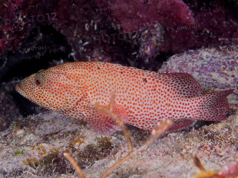 Caribbean grouper