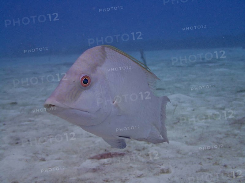 Hogfish