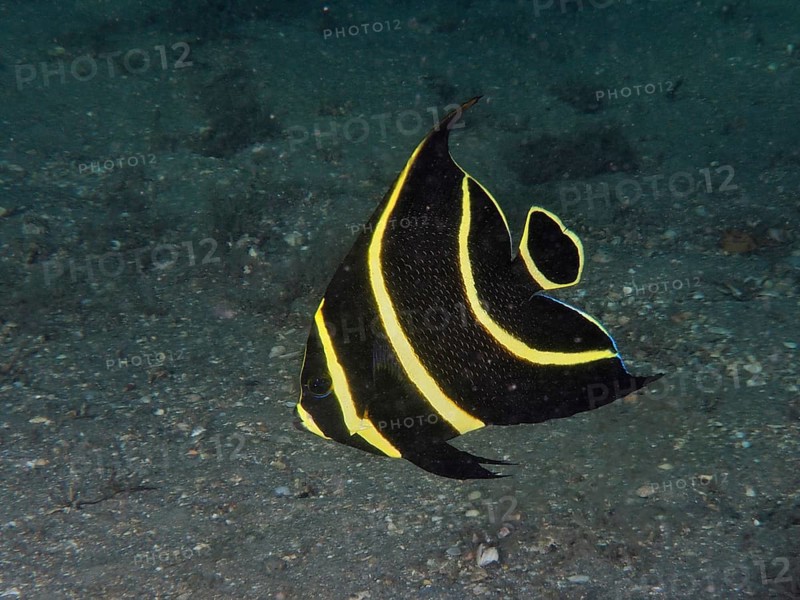 Juvenile French angelfish