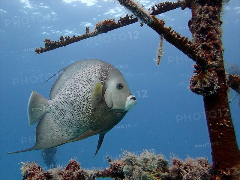 Gray angelfish