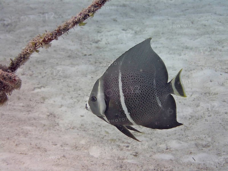 Gray angelfish