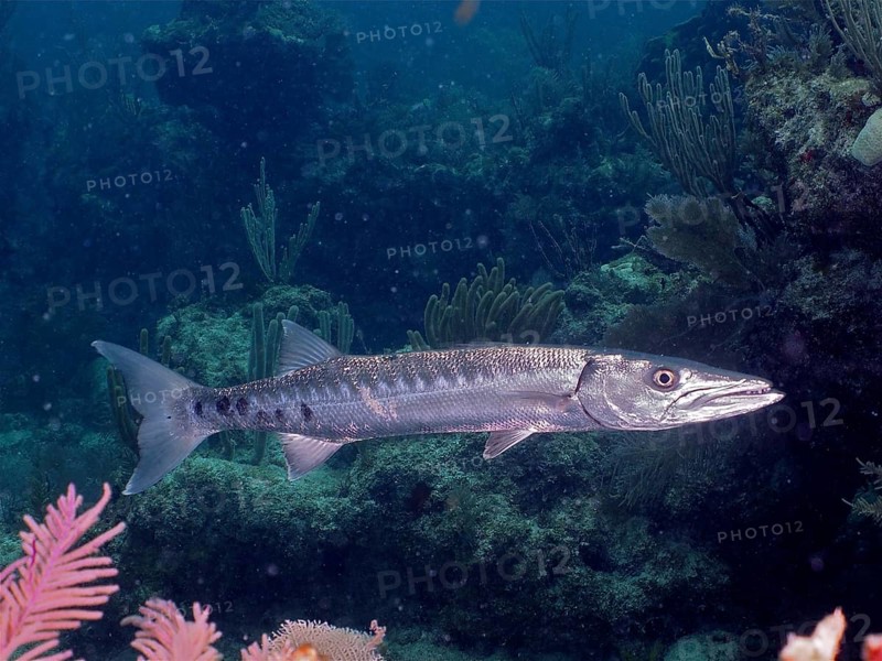 Great barracuda