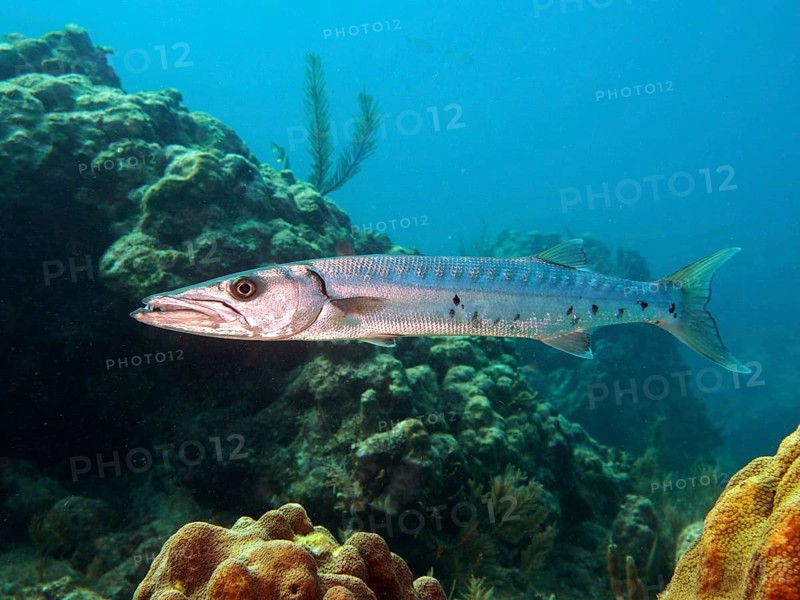 Great barracuda