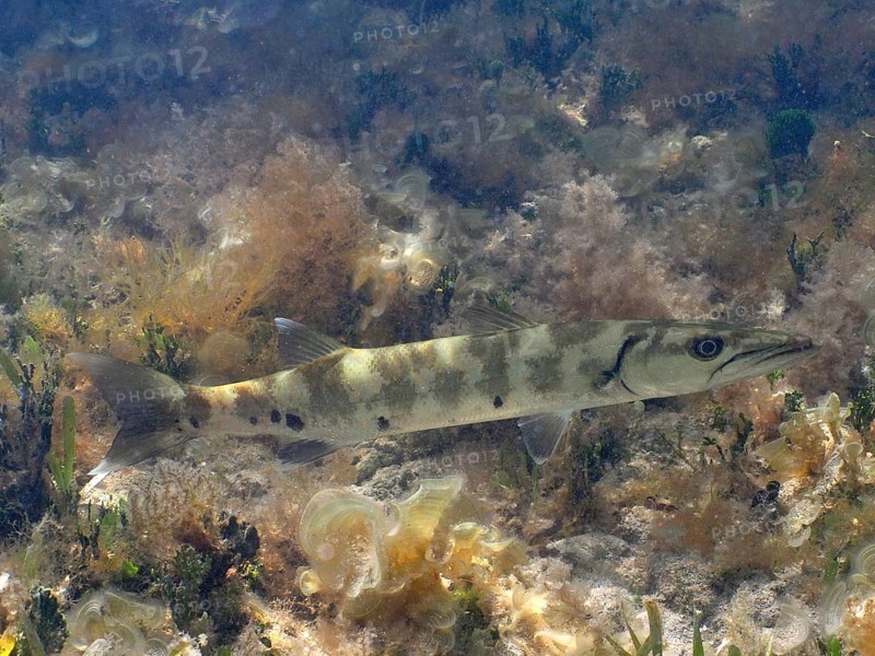 Great Barracuda