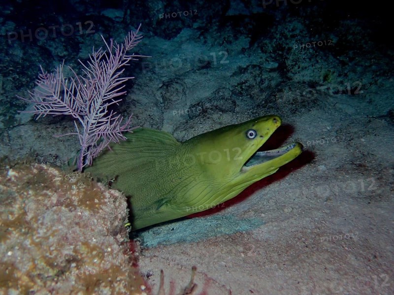 Green moray