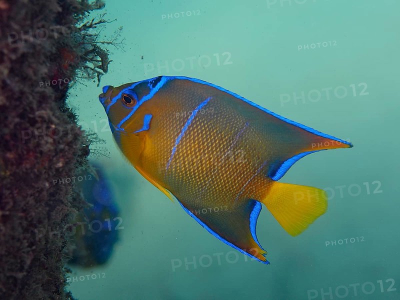 Queen Angelfish
