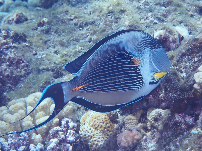 Red sea clown surgeon
