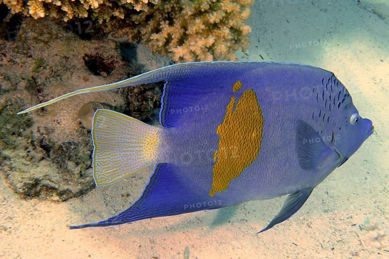 Halfmoon angelfish