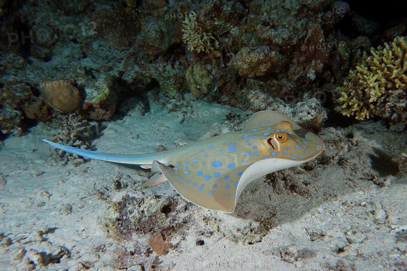 Bluespotted ribbontail ray