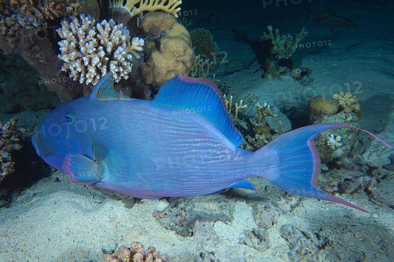 Blue triggerfish