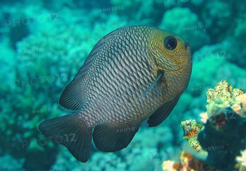 Three-spotted Prussian Wrasse