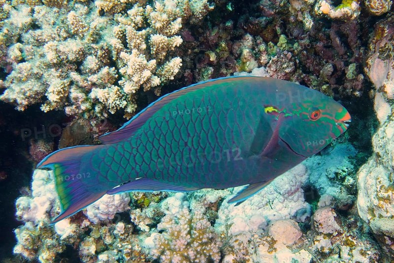 Dark parrotfish