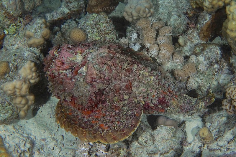 Reef stonefish