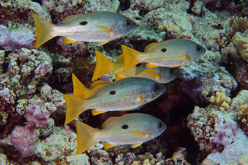 Shoal