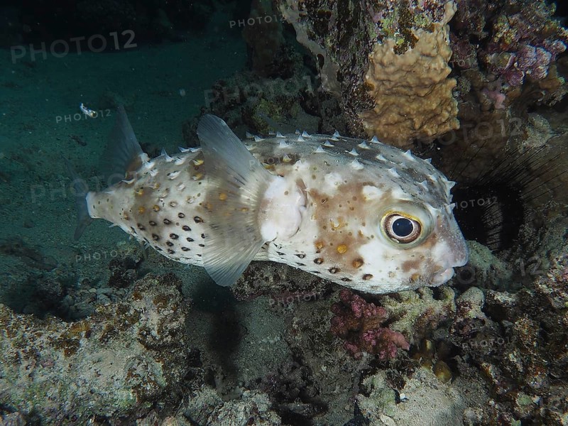 Spotbase burrfish
