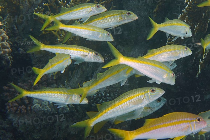 Shoal
