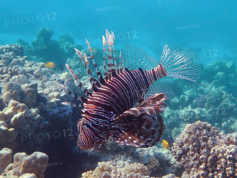 Pacific red lionfish