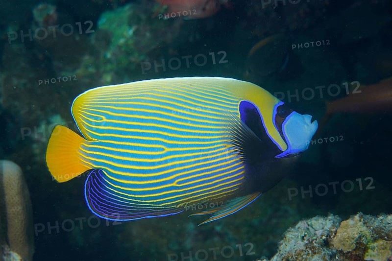 Emperor angelfish