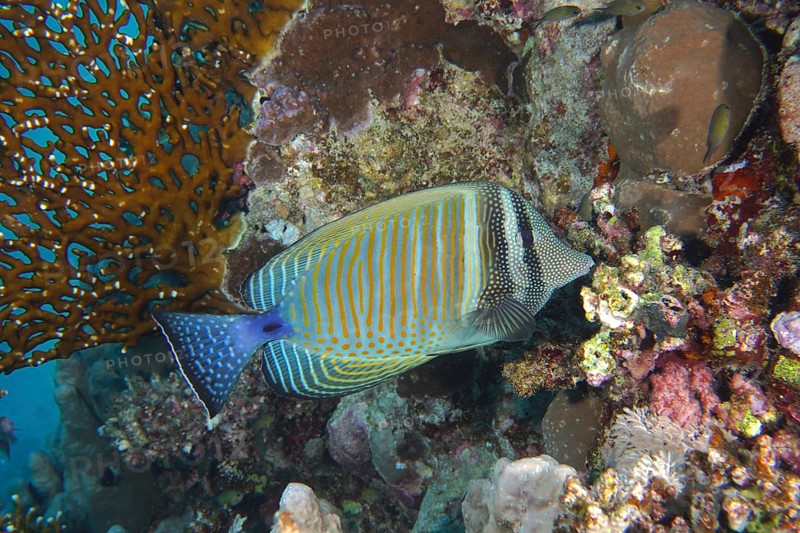 Desjardin's sailfin tang
