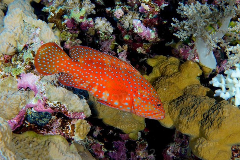 Jewelled grouper