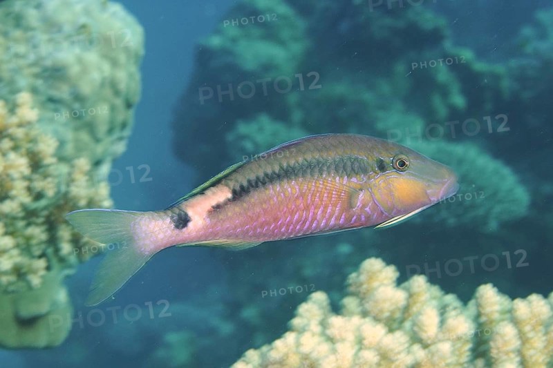 Short-stripe mullet