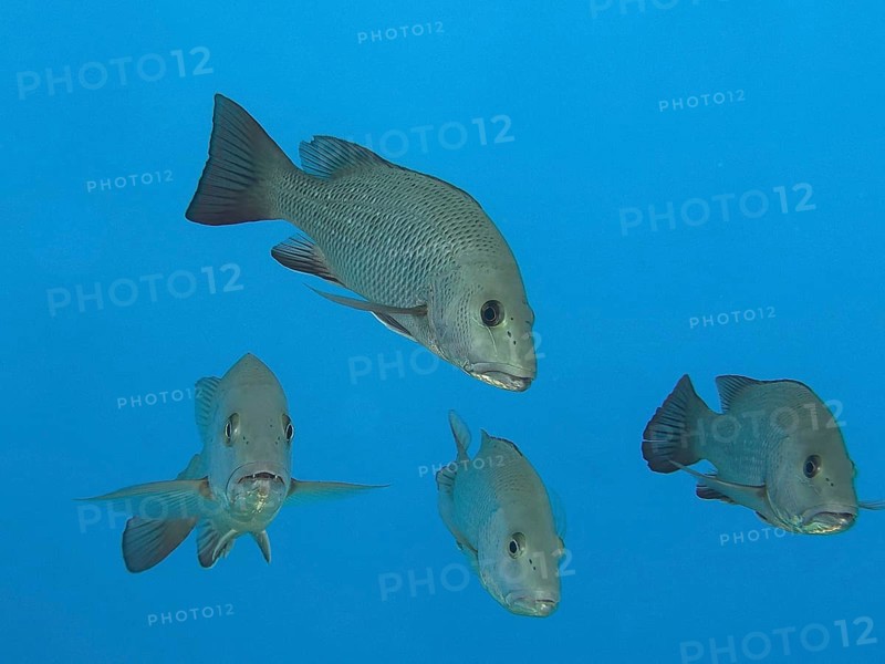 Mangrove red snapper
