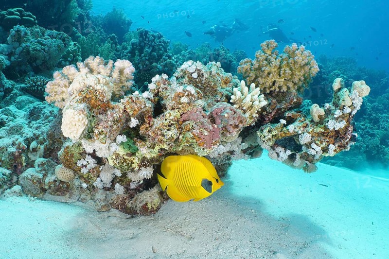 Bluecheek butterflyfish