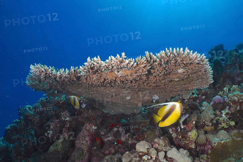 Pharaoh antler coral