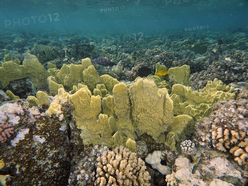 Blade firel coral