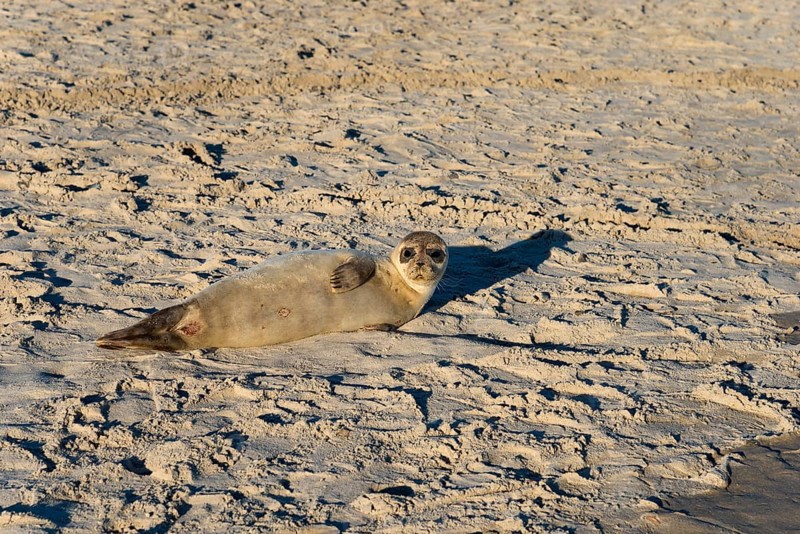 Seal on the beach