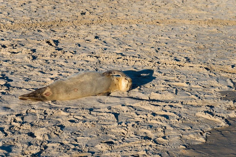 Seal on the beach