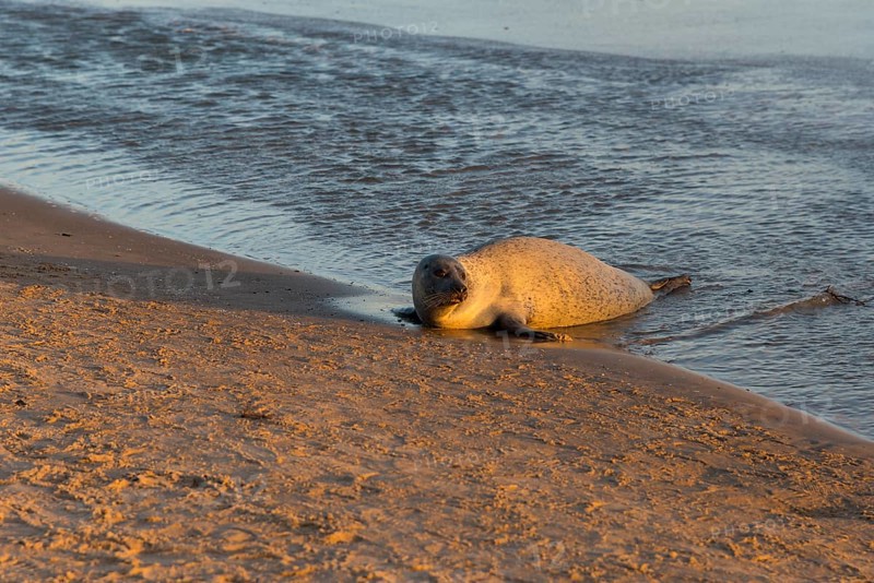 Seal on the beach