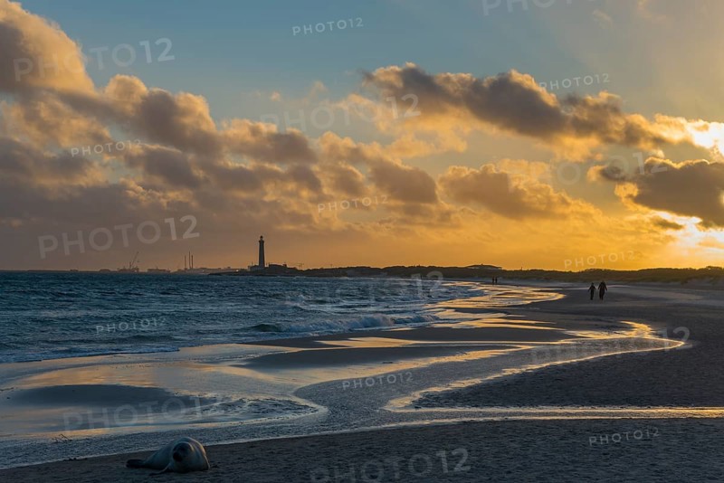 Baltic Sea beach with seal at sunset at the meeting of the North Sea and the Baltic Sea