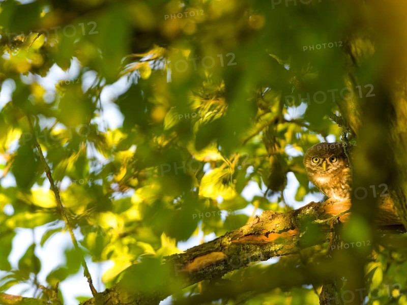 Little owl