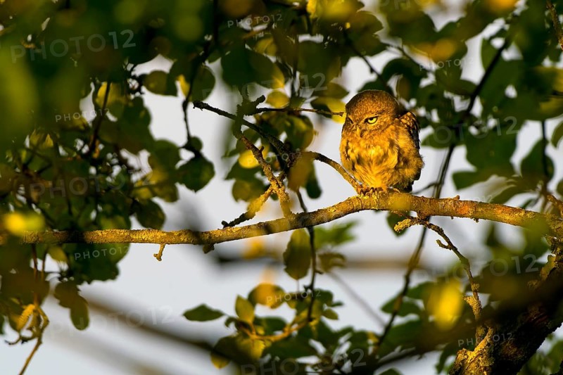 Little owl