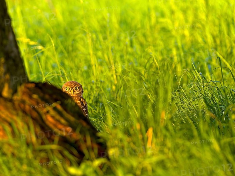 Little owl