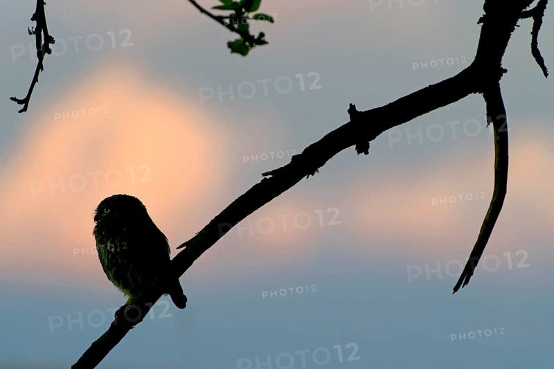 Little owl