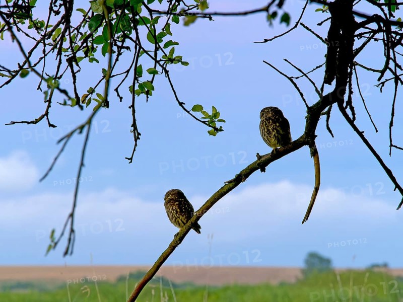 Little owl