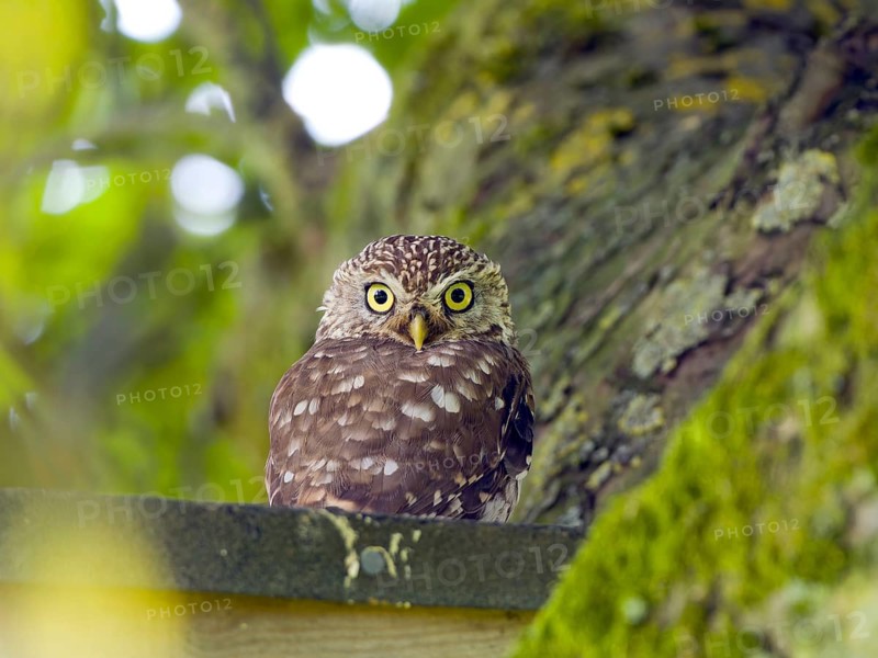 Little owl