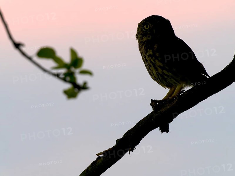 Little owl