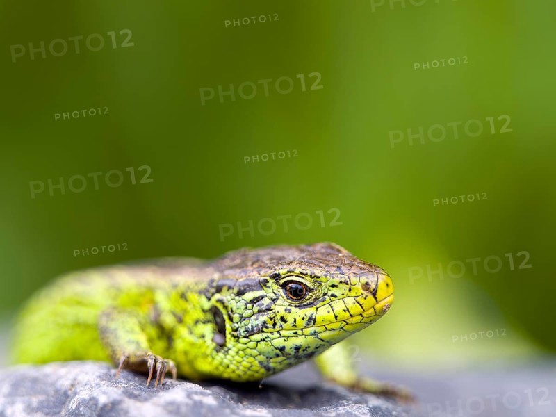 Sand lizard