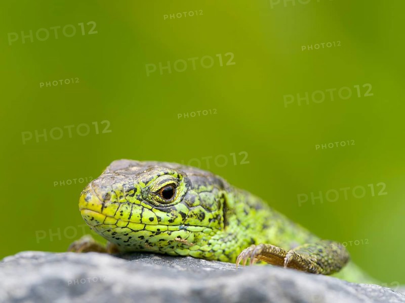 Sand lizard